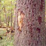 spruce bark beetle damage