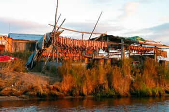 drying salmon