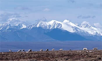 caribou on tundra