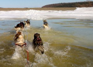 running dogs through water on a thawing lake